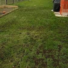 You'll learn why, how and when to aerate your lawn for the best results. Pro Aerators Posts Facebook