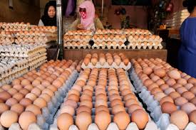 Ayam ini dapat menghasilkan telur layaknya ayam lainnya, hanya saja produktivitas dalam menghasilkan telurnya dibawah jenis ayam petelur. Viral Peternak Buang Telur Ayam Gara Gara Harga Merosot Kumparan Com