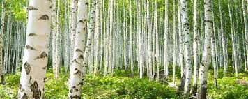 Vi lager stoff fra kommunene kinn, stad,. Birke Betula Spec Heilpflanzen Abc
