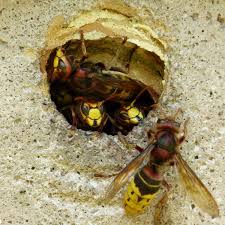 Maybe you would like to learn more about one of these? 6 Tips To Get Rid Of Pesky Mosquitoes Ants And Wasps Dengarden