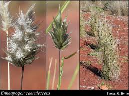 Image result for Enneapogon