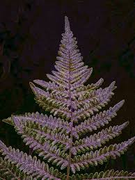 Image result for Dennstaedtiaceae