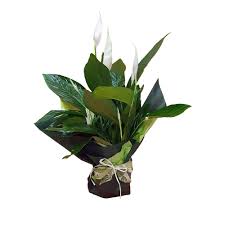 Non è, dunque, una follia puntare sulle piante per pulire l'aria,. Spathiphyllum La Pianta Che Purifica L Aria Fiorista Spagnoli