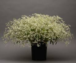 Image result for Euphorbia graminea