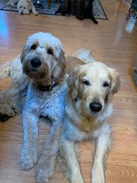Goldendoodle puppies and irish doodle puppies by mckenzies doodles, a breeder of f1b english f1, f1b facts. F1 Goldendoodle Puppies Abnet Labradors Doodles Facebook