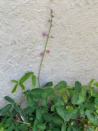 Image result for Desmodium incanum