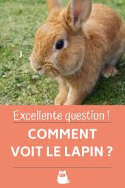 Comment Voient Les Lapins Vision Caracteristiques Et Curiosites Lapin Lapins Animal De Compagnie Alimentation Lapin