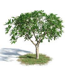 Pin On 3d Plant