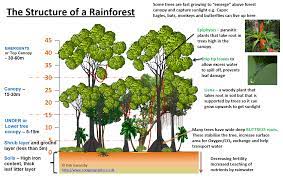 Maybe you would like to learn more about one of these? Tropical Rainforests Revision Cards In Gcse Geography
