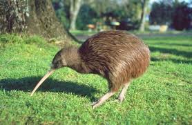 Kiwi tier uhren glücklich plüsch konten kiwi puppe kiwi vogel stofftier eidechse plüsch karte neuseeland candice guo my melody gefüllte sonnenblumen. Kiwi Bird Pictures Kiwi Facts Behavior Kiwi Species Kiwi Bird Pet Birds Flightless Bird