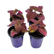 Image result for Coleus buchananii