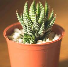 These are the common easy steps on how to propagate a cactus. How To Grow Succulents In The Office Indoors Or In Low Light Succulent Plant Care