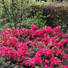 Find the perfect azaleen stock photo. Japanische Azalee Kermesina 2 45