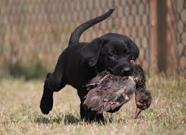It makes a good watchdog. Newborn Black Lab Novocom Top