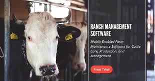 How Much Does A Cow Cost In The Usa