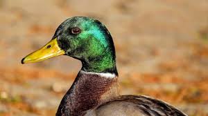 Photo  Une hcatombe  : le botulisme aviaire fait des ravages dans un ...