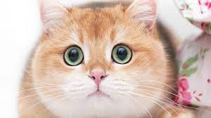 Funny Cats 2019 Cute Cat 2019 Mini Cat Videos Compilation 8 Cats Kittens Cutecat Adorablecat Cute Animal Videos Cute Cat Cat Gif