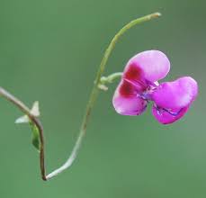 Image result for Dolichos trilobus