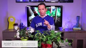 We did not find results for: Why You Should Remember To Prune After Bloom Frankie Flowers
