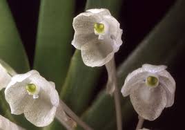 Image result for Podangis dactyloceras