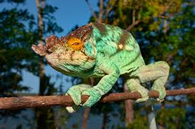 Pewter veiled chameleon sold by emily burke artwork. Plants For The Cage Madcham De