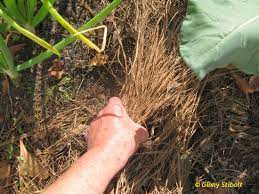 There is a very common and persistent garden myth that pine needles (and other conifer needles) acidify the soil and therefore should not be used as a mulch or added to the compost bin. Green Gardening Matters 6 Reasons To Use Pine Needle Mulch In Edible Gardens