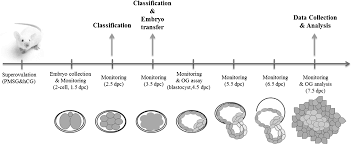 Figure 1 From Prediction Of Blastocyst Development And Implantation Potential In Utero Based On The Third Cleavage And Compaction Times In Mouse Pre Implantation Embryos Semantic Scholar