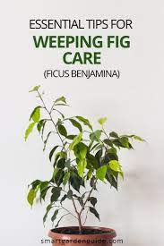 How To Care For A Weeping Fig Ficus Benjamina Smart Garden Guide Ficus Benjamina Weeping Fig Ficus