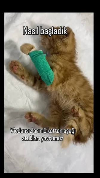 Kedi, Köpek Satışları: Yasaklara Rağmen Pati Dostu Arayışları Nasıl Devam Ediyor?