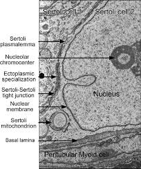 Check spelling or type a new query. The Sertoli Cell One Hundred Fifty Years Of Beauty And Plasticity Franca 2016 Andrology Wiley Online Library