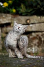 Germany Baden Wuerttemberg Grey Tabby Cat Felis Silvestris Catus Scratching Slf000407 Silke Klewitz Seemann Westend61