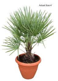 Pin On Plants