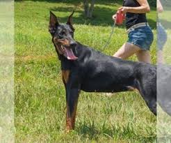 This map shows how many doberman pinscher dogs are posted in other states. View Ad Doberman Pinscher Puppy For Sale Near Virginia Bluefield Usa Adn 227382