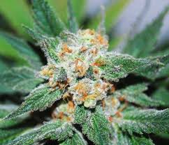 Santa Maria Feminized Seeds