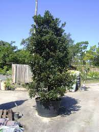 Buy Japanese Blueberry Trees For Sale In Orlando Kissimmee Blueberry Tree Shade Trees Urban Tree