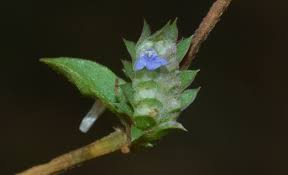 Image result for Rungia