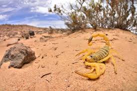 Deadliest Scorpion: Understanding Its Venom and Threat to Human