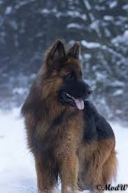 Su Adli Kullanicinin German Shepherd Panosundaki Pin Hayvanlar Alemi Ve Hayvanlar