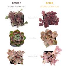 10 succulents you can have even in not so bright environments. Using Sunlight To Get Colorful Succulents Mountain Crest Gardens