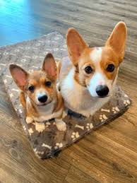 The pembroke welsh corgi puppy is one type of corgi. Puppies Sold Nistler S Farm Corgis