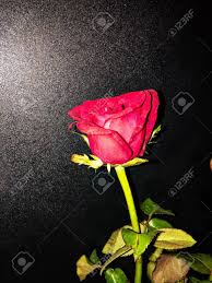 Beautiful Romantic Rose Flower Stock Photo Picture And Royalty Free Image Image 80196627 58,177 transparent png illustrations and cipart matching rose.