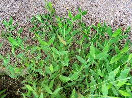 Image result for Arthraxon lancifolius