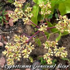 Image result for Cyphostemma heterotrichum