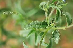 Image result for Blumea squarrosa