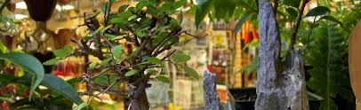 Subscribe unlock nonprofit financial insights that will help you make more informed decisions. Indoor Bonsai Bonsai Tools And Containers At Portland Nursery