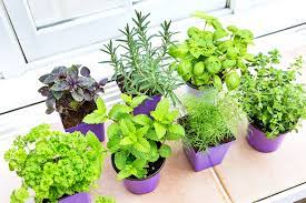 I like the variety 'calypso', because it quickly regrows when you cut the leaves to use. Indoor Vegetable Garden Ideas How To Grow Vegetables Indoors