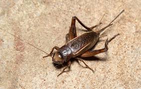 Odi 3rd odi, india v england 2021. Blog What Attracts Crickets How To Get Rid Of Them