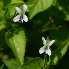 Image result for Viola abyssinica
