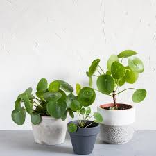 The photos you provided may be used to improve bing image processing services. Chinese Money Plant Care How To Grow Maintain Pilea Peperomioides Apartment Therapy