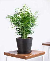 Tubestock is a wonderful way to start your native plant project, because it gives your plants a better chance of settling into their new environment. 20 Best Tall Indoor Plants Best Indoor Trees For Your Home